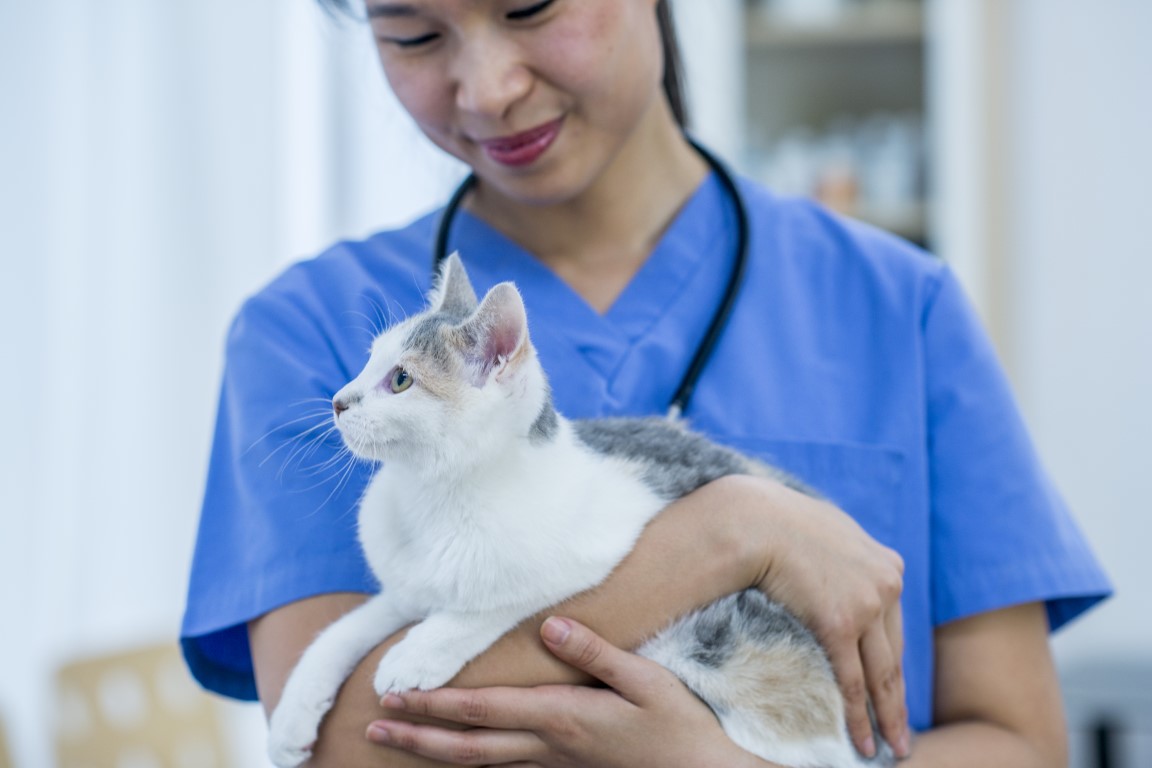 Veterinary Oncology - Cat